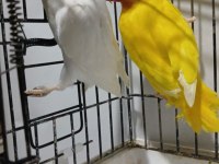 Lutino albino takım papağanlar