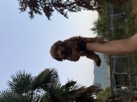 Maltipoo Güzelliği
