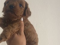 Toy poodle dişi ve erkek