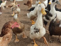 Pekin, Muscovy, Amerikan, Melez, Yaban Ördek