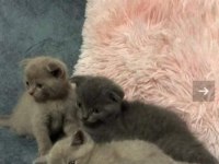 Sevimli ve oyuncu minikler scottish fold