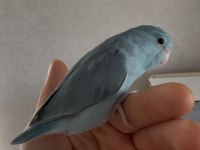 Yavru Forpuslar