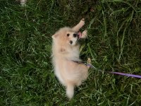 8 aylık pomeranian