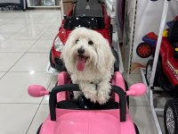 Maltese terrier 1 yaşında