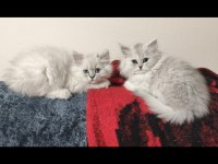 SAFKAN BRİTİSH MALZEMELERİYLE 2 YAVRU 1 DİŞİ 1 ERKEK