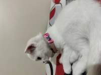 Süper yavrucuk british shorthair
