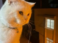 British shorthair 1 yaşında