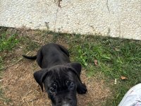 Cane Corso Safkan Yavru