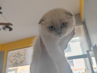 Safkan scottish blue fold