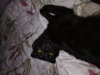 4 aylık scottish fold kedimi sahiplendiriyorum