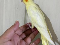 47 GÜNLÜK KUSURSUZ LUTİNO BEBEK SULTAN PAPAĞANI