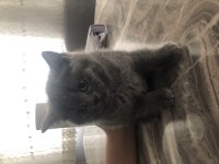 3 güzel british shorthair kızım yeni sahiplerini arıyor