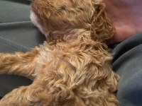 6 aylık toy poodle