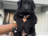 Safkan Şecereli Alman Kurdu Yavrular