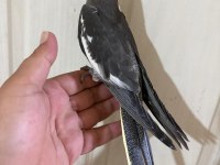 54 GÜNLÜK KUSURSUZ GREY BEBEK SULTAN PAPAĞANI