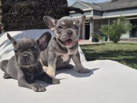 French Bulldog Yavruları İstanbul