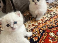 POFUDUK Dişi ve Erkek Mavi Gözlü Bebek Kediler