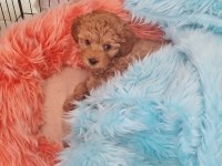 kıvır kıvır toy poodle