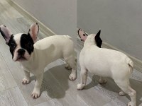 3 AYLIK SAFKAN FRENCH BULLDOG BEBEKLER