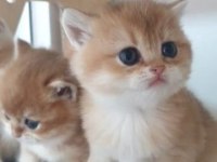 Muhteşem güzellikte golden shorthair yavrular