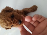 Toy poodle kore mini boy