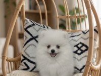 Teacup Kar Beyaz Pomeranian Dişi