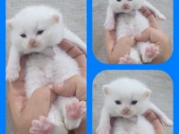 Irk garantili scottish fold yavrular bilgi özelden verilecek