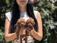 Aşılı Çiş Eğitimli Toy Poodle Bebekler
