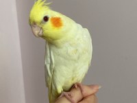 EL BESLEME LUTİNO SULTAN PAPAĞANI