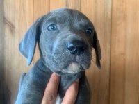 Dev panter dişi cane corso yavrular