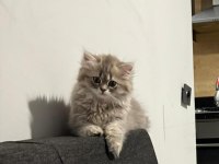 Dünya tatlısı british longhair yavru