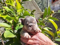 LİLAC TAN ERKEK FRENCH BULLDOG