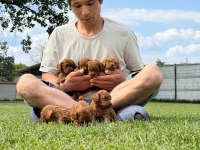 Toy poodle ırk ve sağlık garantili