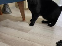 Scottish fold yavru çok güzel akıllı