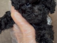 DUNYA TATLISI POODLE MİNİKLER