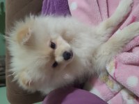 Pomeranian boo 4,5 aylık