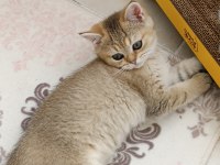 British Shorthair Ny 11 Golden