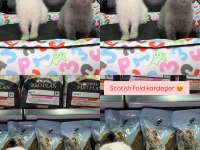 Scottish Fold kardeşler