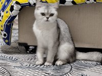 MİNİK KEDİLERE GÜZEL AİLE ARIYORUZ