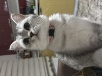 Kedilerimiz 7 Aylıktır