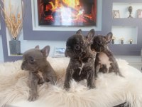 Uygun Mükemmel Üst Düzey Kalite Anatomi French Bulldog