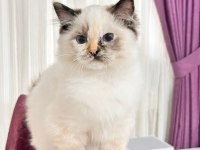 Türkiye Tek Seal Tortie Ragdoll Bebekleri