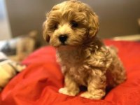 ORJİNAL KORE KAN MALTİPOO YAVRULARIMIZ