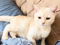 Boncuk gözlü british shorthair evlat