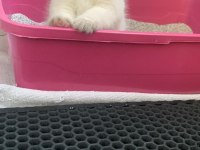 Ayı Surat Blue Point Scottish Fold
