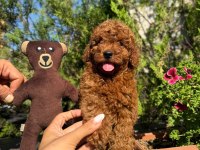 SAFKAN ORJİNAL KORE KURABİYE POODLE YAVRULARI