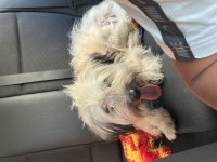 2 Yaşında terrier bej ücretsiz sahiplendirilecektir