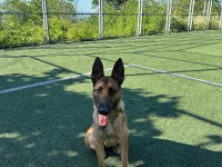 Safkan Belçika Kurdu Malinois