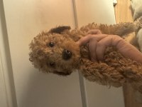 2 aylık Toy Poodle yavruları
