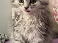British longhair erkek